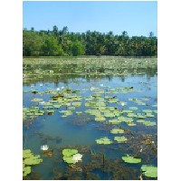 lily ponds. goa.JPG