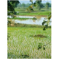 paddy fields, Goa road.JPG
